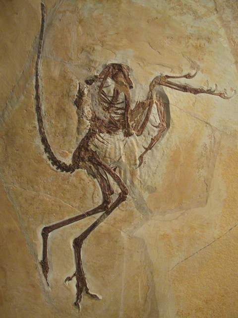 Archäopteryx - 6. Urvogel - Ausgestellt im Museum Solnhofen